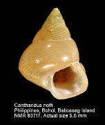 Cantharidus nolfi